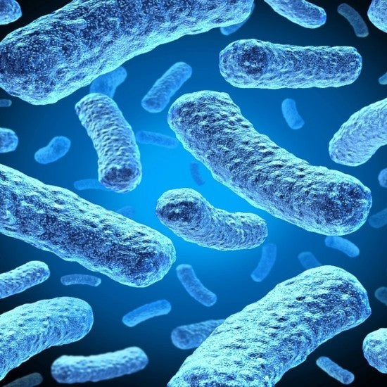 Akkermansia: Next-Generation Probiotic