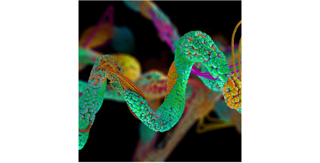 Peptide or Protein - What’s the Difference?