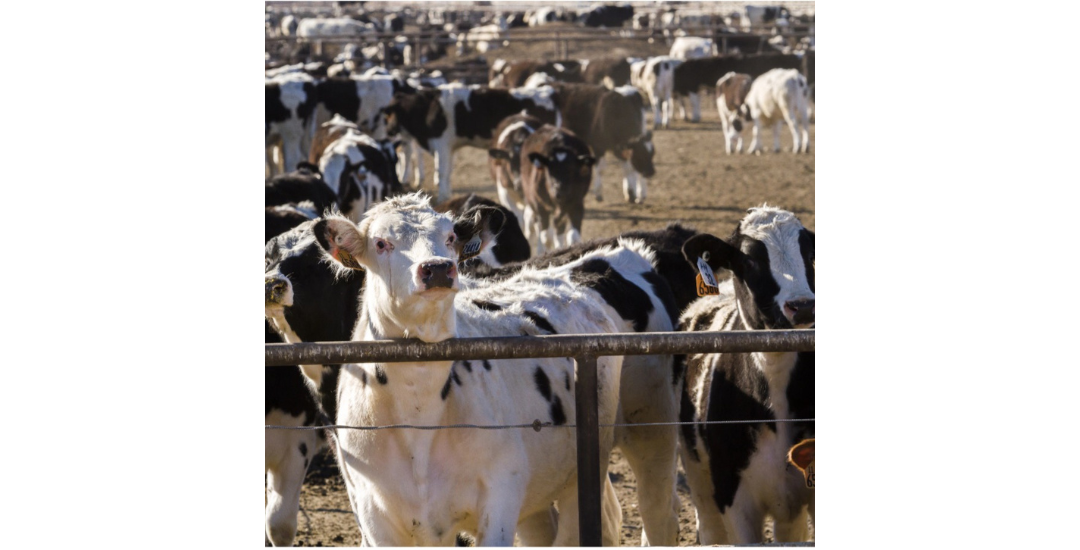 Our Compromised Meat and Poultry Supply