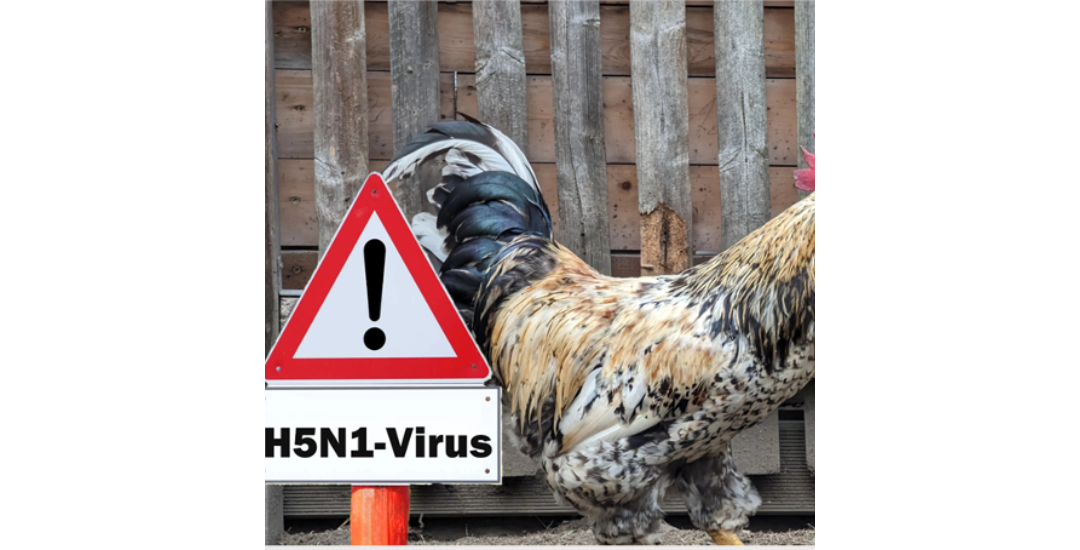 Avian Influenza - Is it Still a Threat?