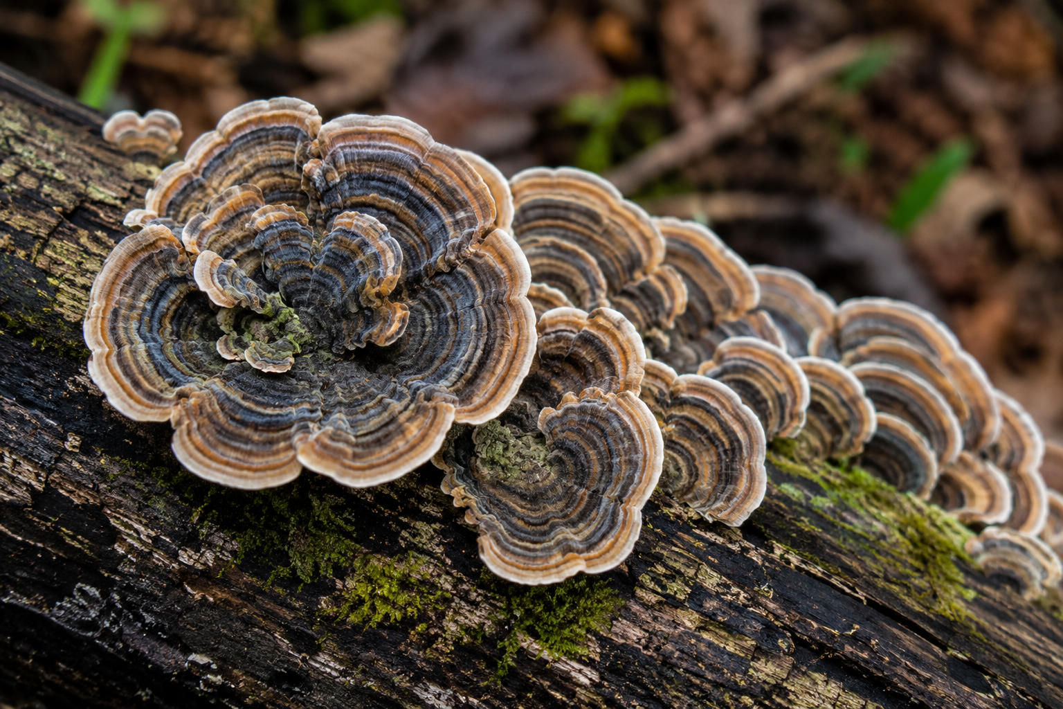 Shield Your Body from Toxins — Naturally
