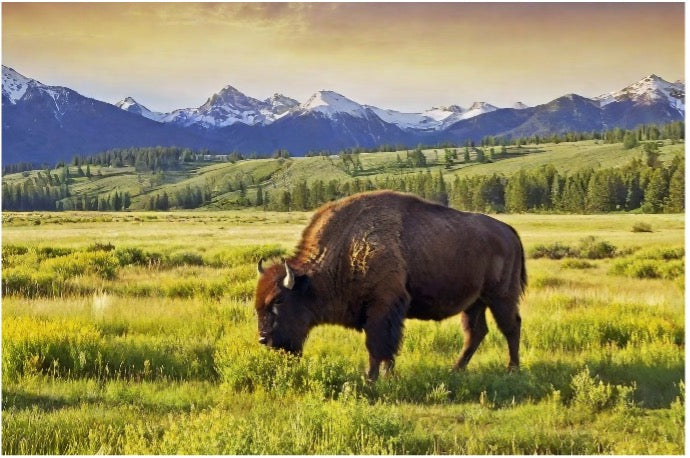 Bison Liver: Nature's Nutrient Powerhouse for Intermittent Fasting