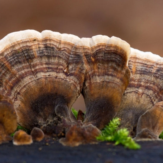 Shield Your Body from Toxins — Naturally