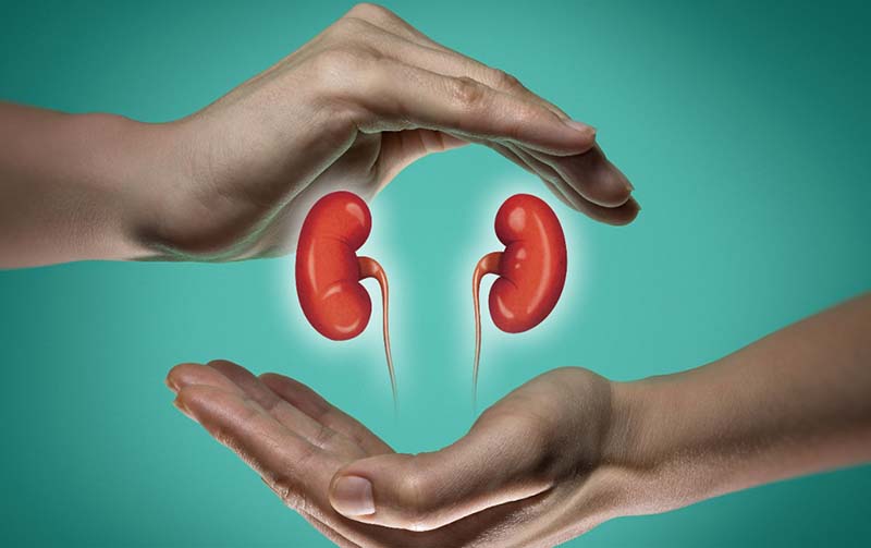 Kidney Health and How You Can Support It