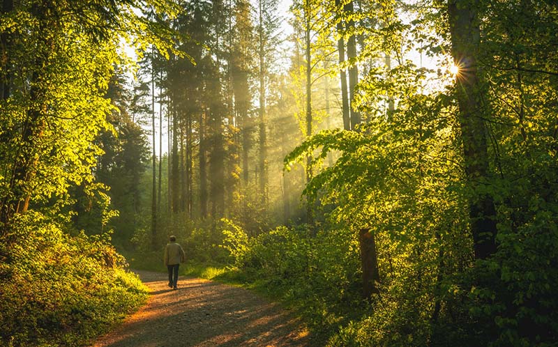 A Breath of Fresh Air: How Spending Time in Nature Boosts Our Mental Health