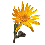 Arnica & White Willow Bark Extracts