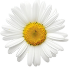 Chamomile, Cinnamon & Yuzu Oils