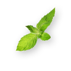 Peppermint Leaf
