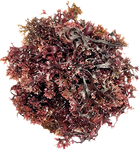 Irish Sea Moss