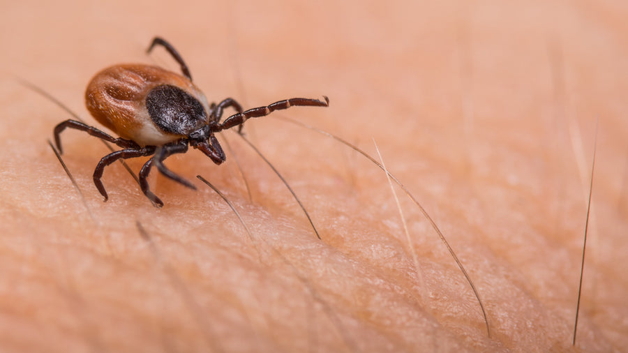 Why Doctors Fear the 2026 Tick Surge