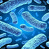 Akkermansia: Next-Generation Probiotic