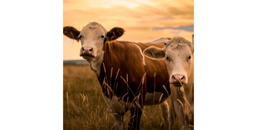 “Grass Fed and Finished” or “Grass Fed”