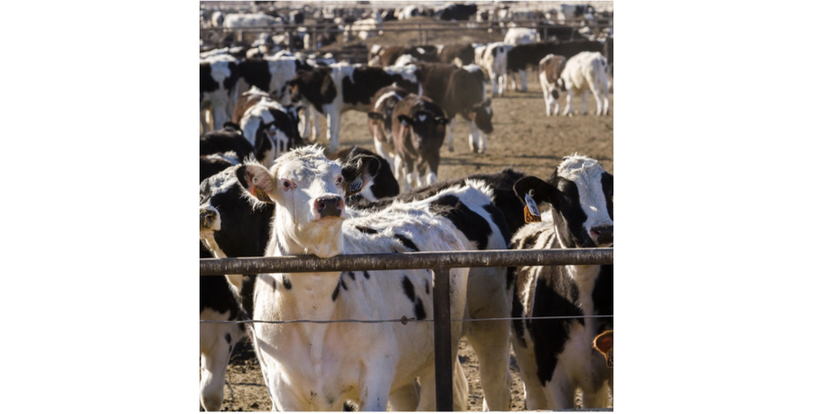 Our Compromised Meat and Poultry Supply