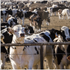 Our Compromised Meat and Poultry Supply