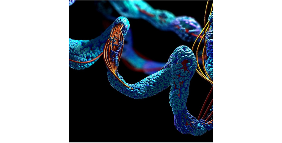 Peptides: Nature’s Multifunctional Molecules