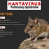 Hantavirus: What You Need to Know
