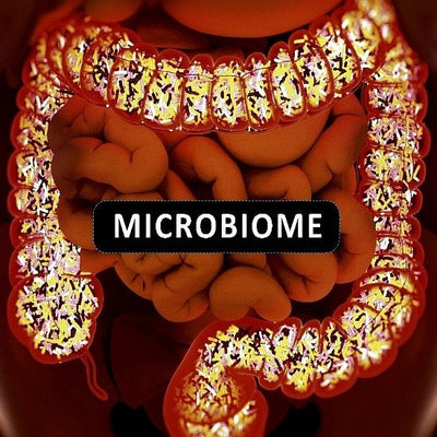 The Power of Akkermansia