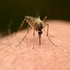 One in Four Will Suffer Debilitating Arthritis From This Mosquito-Borne Illness