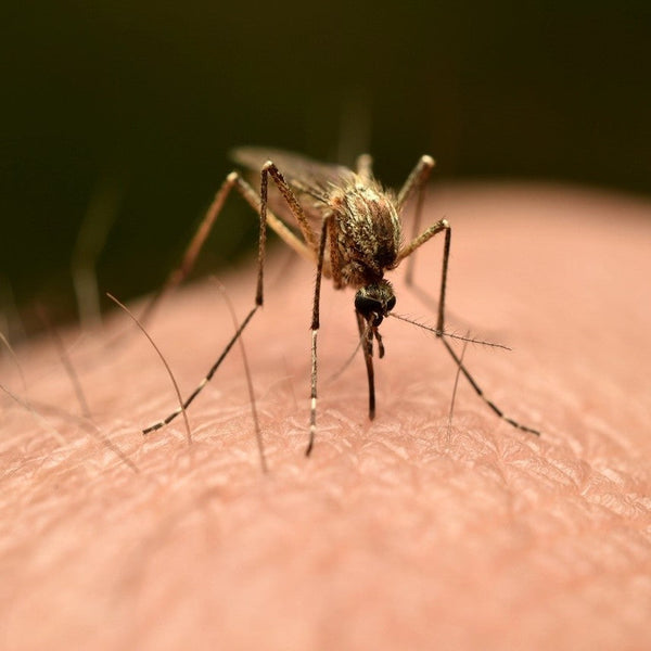 One in Four Will Suffer Debilitating Arthritis From This Mosquito-Borne Illness
