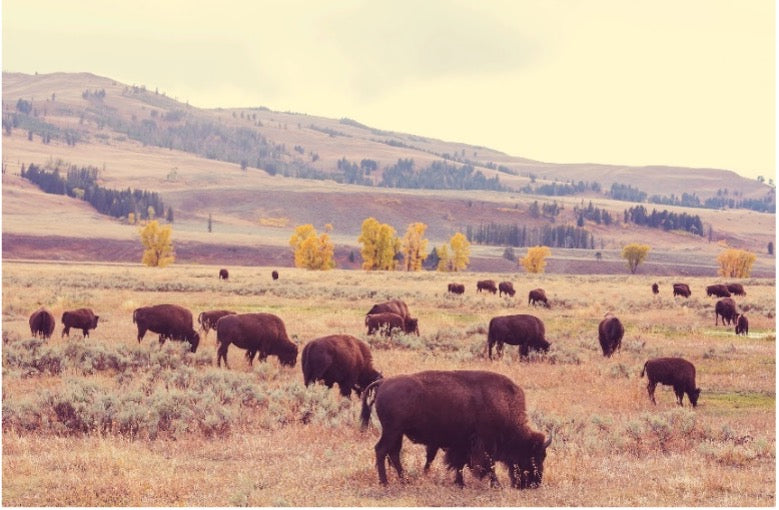 Bison Trifecta