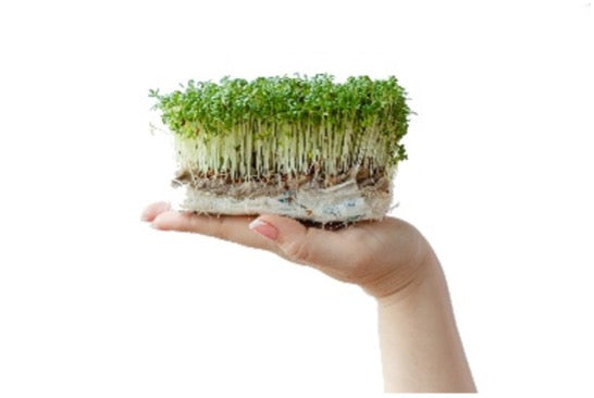 Defend and Detox with Origin Series Organic Broccoli Sprouts