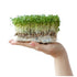 Defend and Detox with Origin Series Organic Broccoli Sprouts