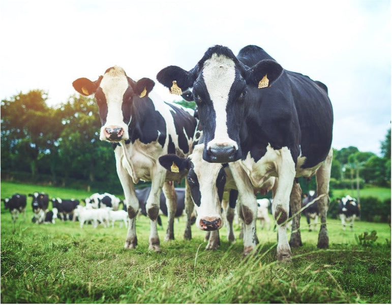 Navigating the Avian Influenza Outbreak: How scared should we be?