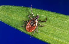 Only One Dose of This Antibiotic Treats the Most Common Tickborne Disease in the U.S., Canada, and Europe