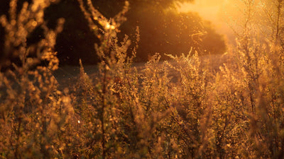 Decoding the Role of Genes, Environment, and Lifestyle in Seasonal Allergies
