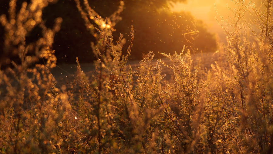 Decoding the Role of Genes, Environment, and Lifestyle in Seasonal Allergies