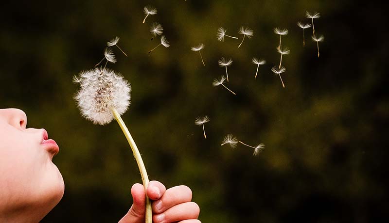 Dandelion Root: An Ally in the Fight Against Spike