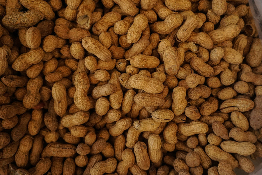 2023 Study Confirms Promising New Treatment for Peanut Allergies