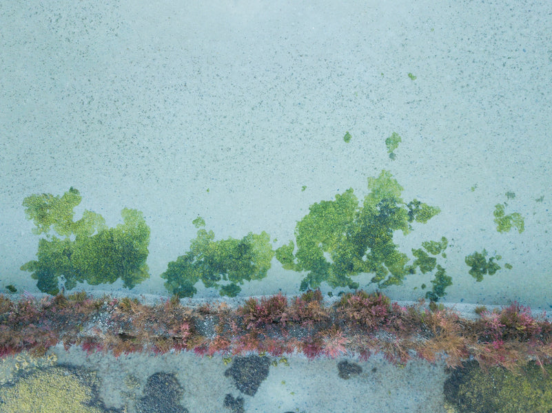 The Science-Based Health Benefits of Irish Sea Moss