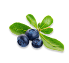 Bilberry Fruit