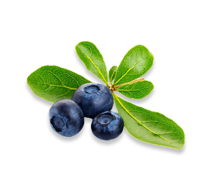 Bilberry Fruit