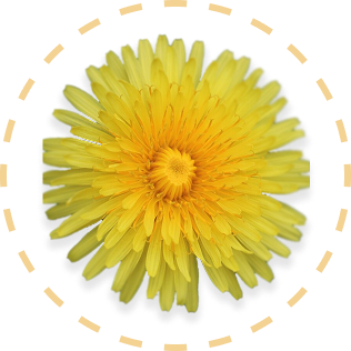 Dandelion Extract