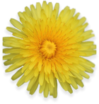 Dandelion Root