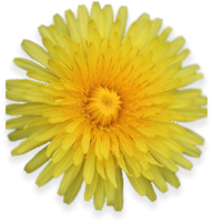 Dandelion Root