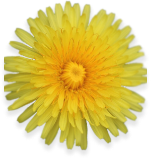 Dandelion Root