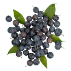 European Fruit Extract