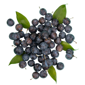 European Fruit Extract