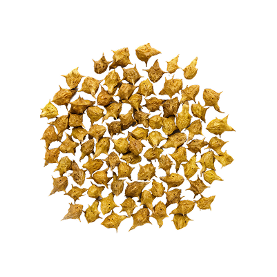 Tribulus Fruit