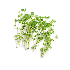 Broccoli Sprouts