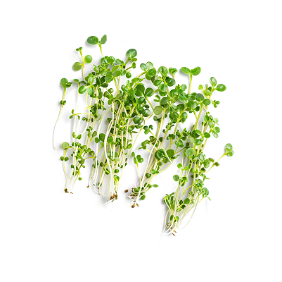 Broccoli Sprouts