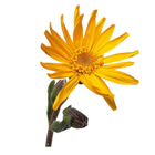 Arnica & White Willow Bark Extracts