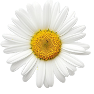 Chamomile, Cinnamon & Yuzu Oils