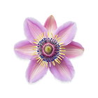 Passion Flower