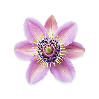 Passion Flower