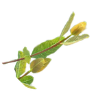 Rafuma Leaf