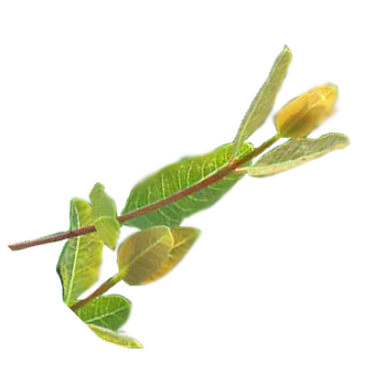 Rafuma Leaf